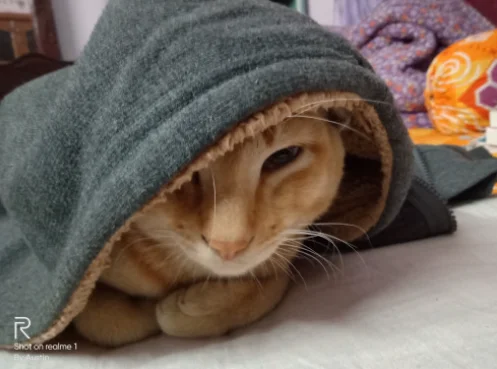 Gino the cat